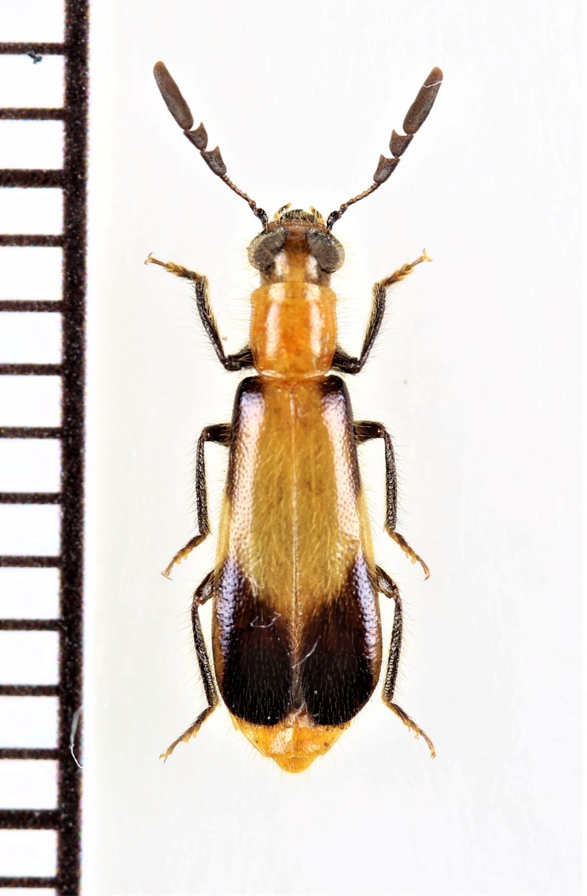 画像1: ベニボタル擬態のカッコウムシの一種　Cleridae species　ザンビア