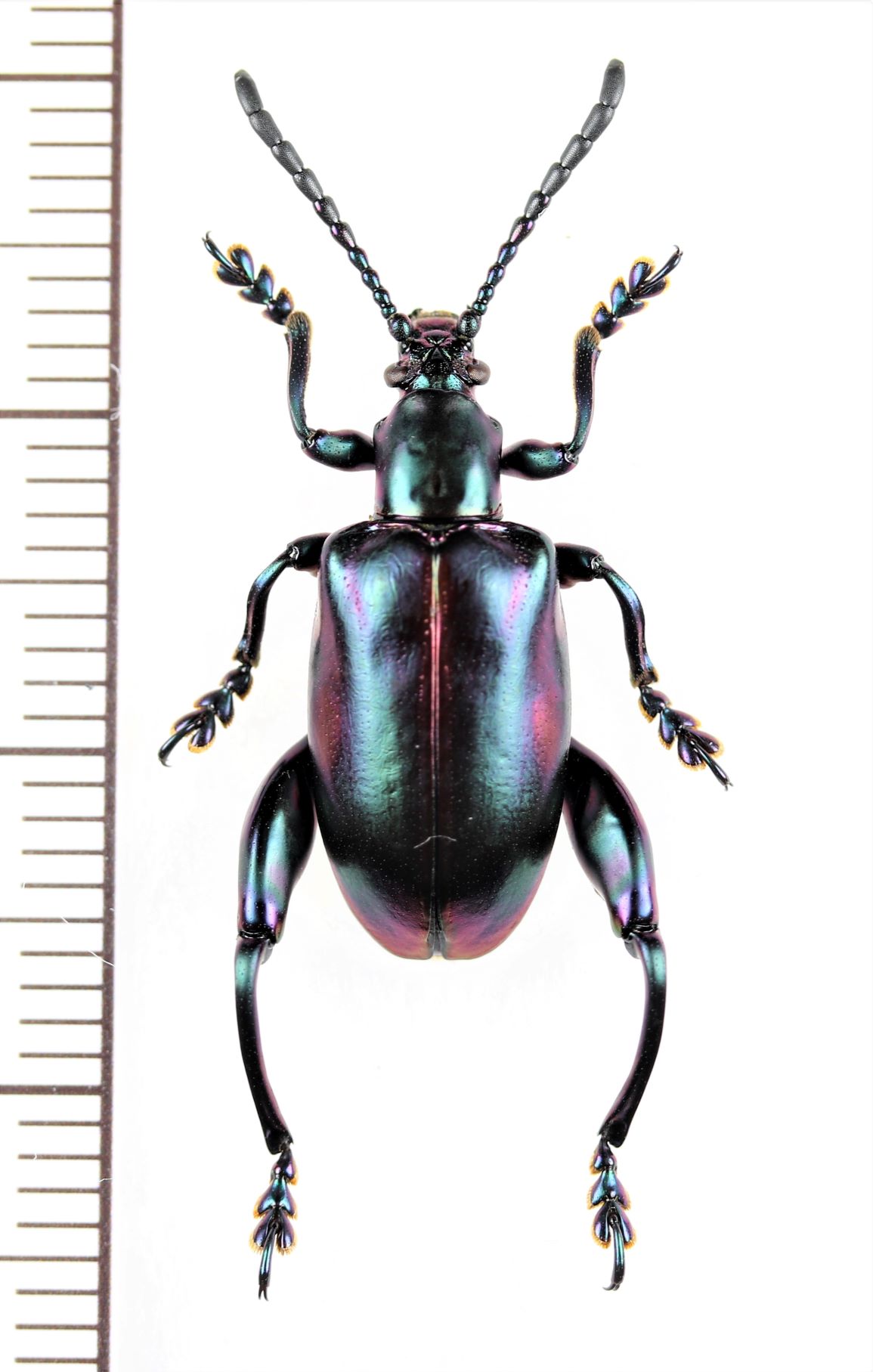 Sagra sp. 01B 激レアモモブトハムシ標本 マダガスカル - 虫類