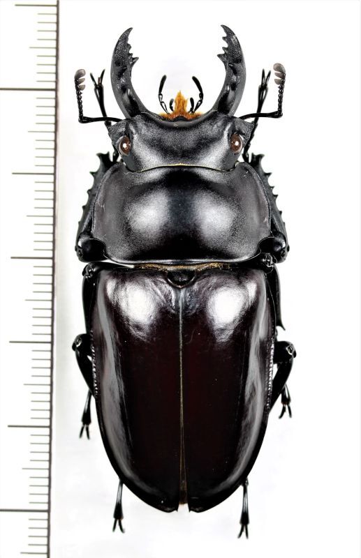 画像1: マルバネクワガタの一種　Neolucanus maximus vendli　♂57.3mm　台湾