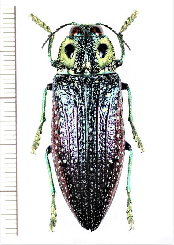 画像1: 眼状紋を持つタマムシの一種　Madecassia rothschildi　マダガスカル