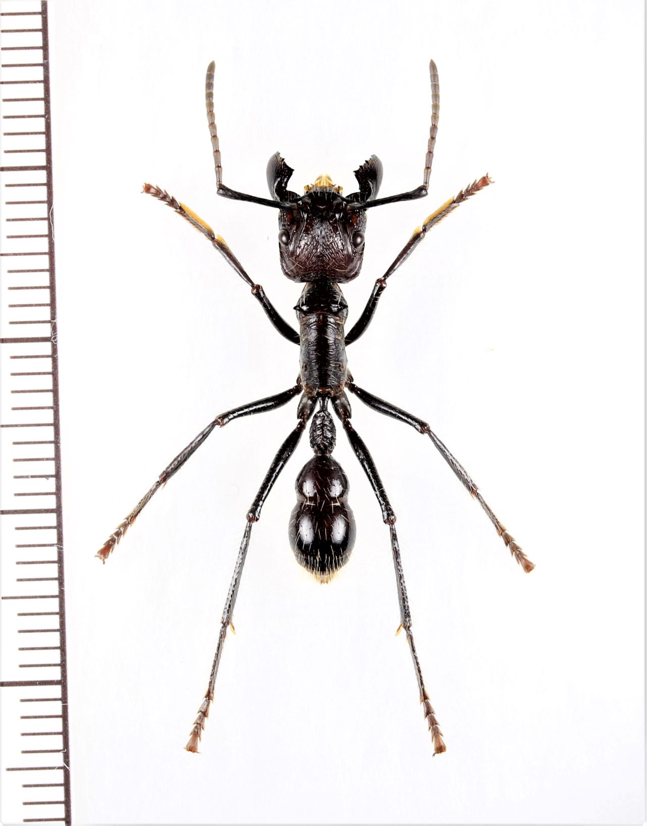 画像1: アリの一種　Paraponera clavata　♀   ペルー