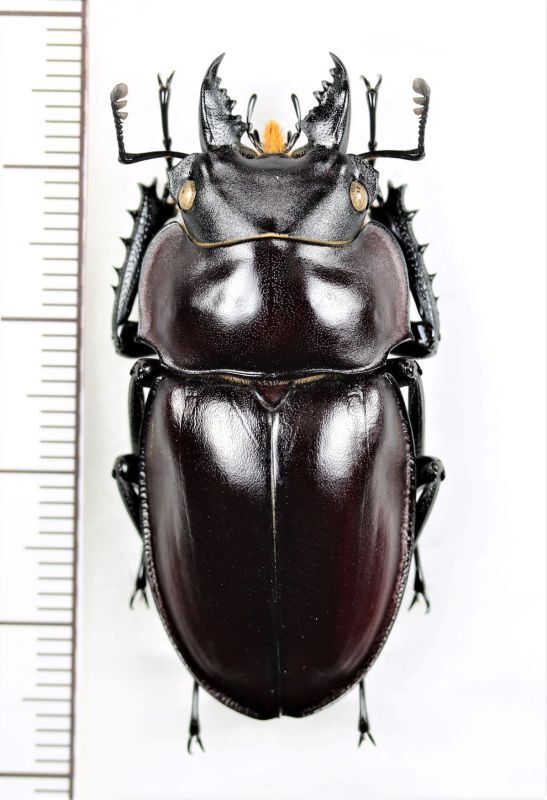 ヤエヤママルバネクワガタ ♂43.5mm 石垣島 - Insect Islands 〜南の島