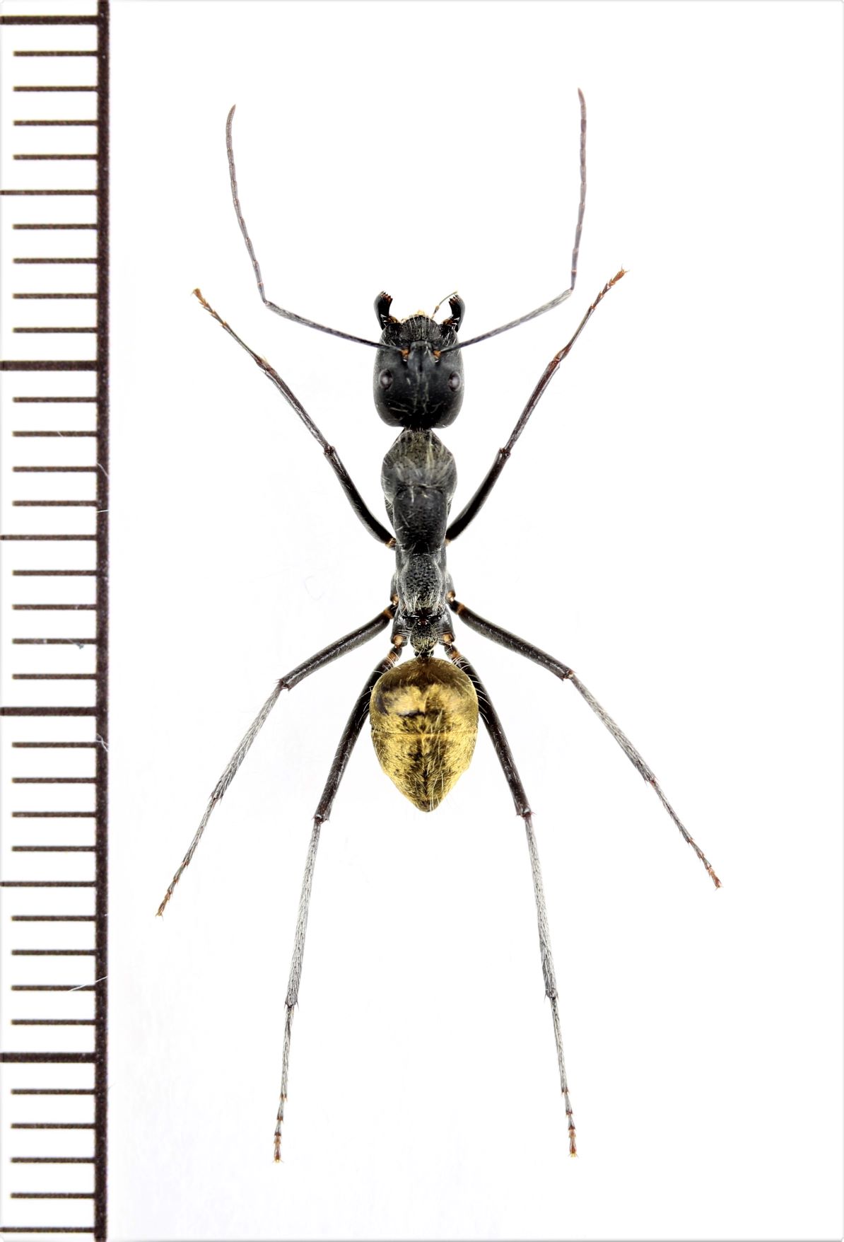 画像1: アリの一種　Formicidae species　♀   ベトナム中部