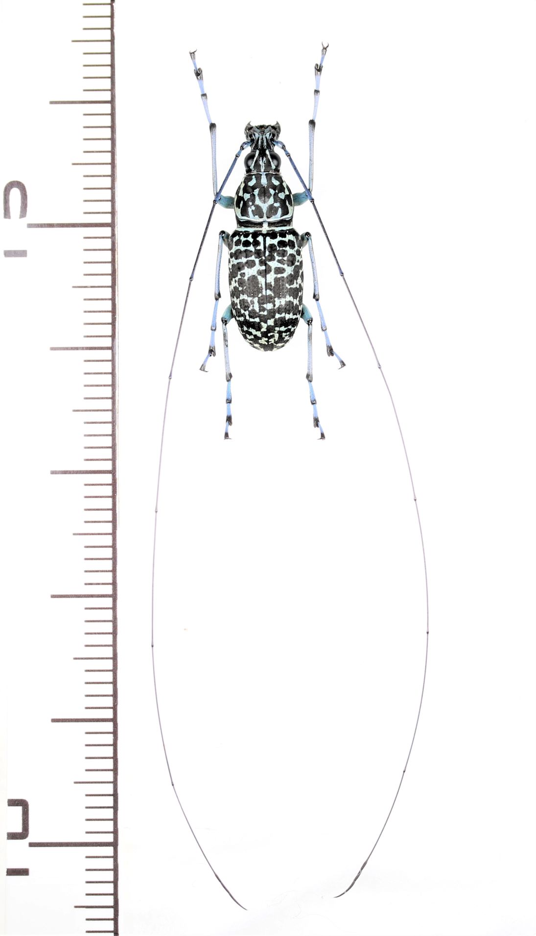 画像1: ヒゲナガゾウムシの一種　Mecotropis caelestis  ♂  フィリピン(ミンダナオ島)