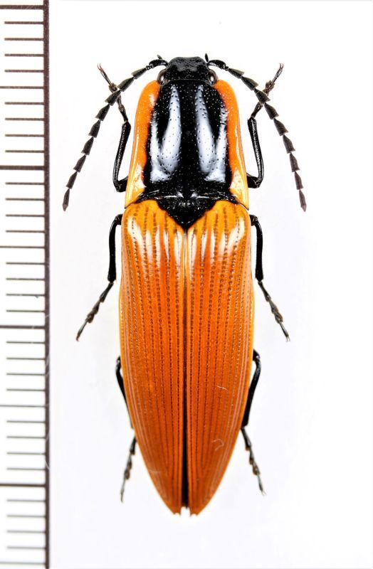 画像1: コメツキムシの一種　Semiotus luteipennis　♂　チリ