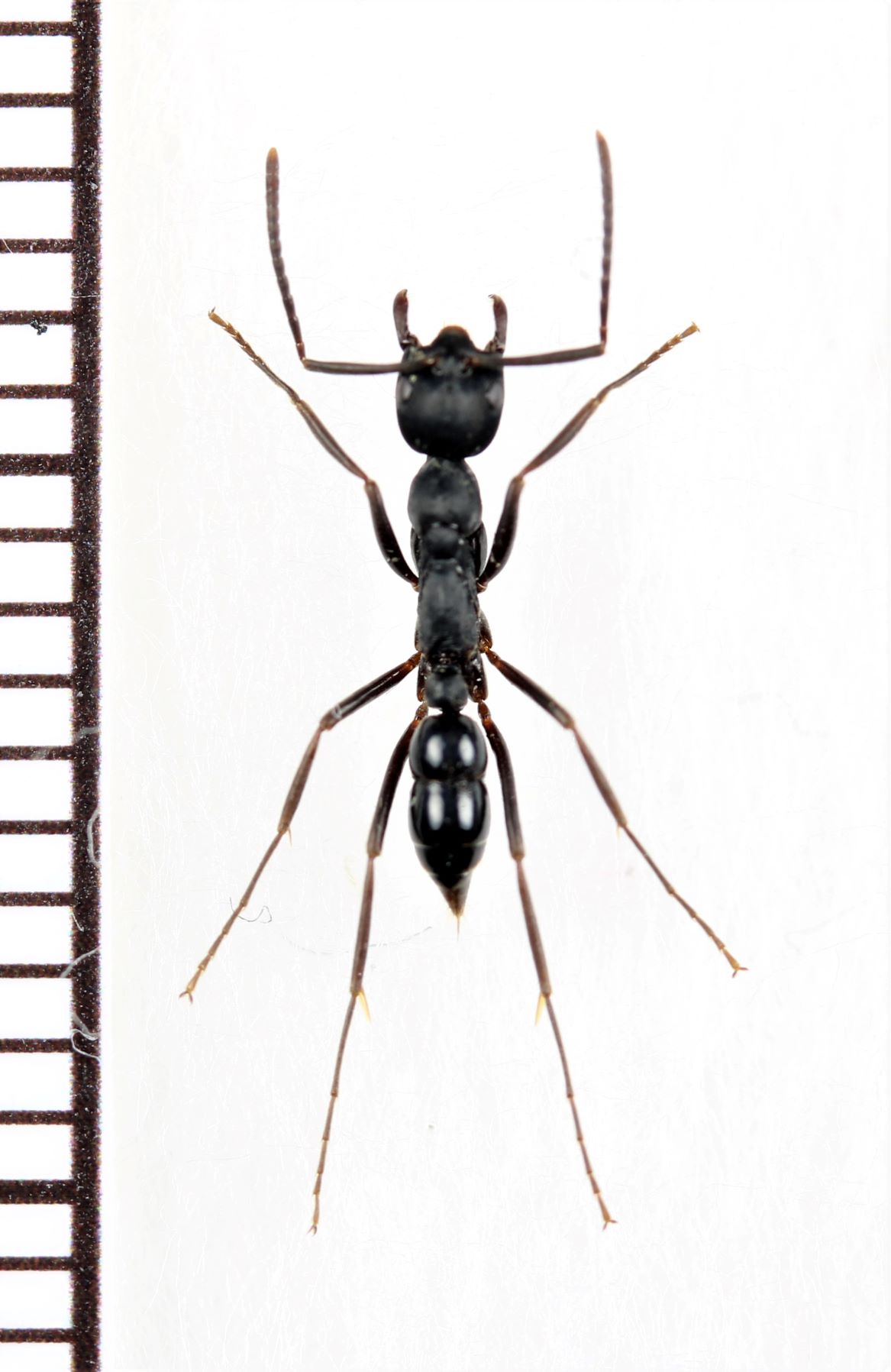 画像1: アリの一種　Formicidae species　♀　ミャンマー