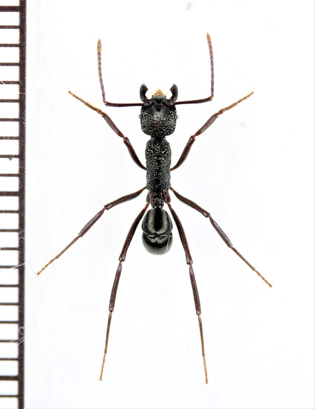 画像1: アリの一種　Formicidae species　♀　ソロモン諸島（ガダルカナル島）