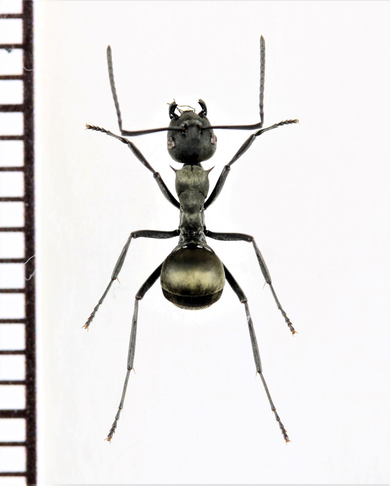 画像1: トゲアリの一種 　Polyrhachis diotima　♀　 インドネシア（スマトラ島）