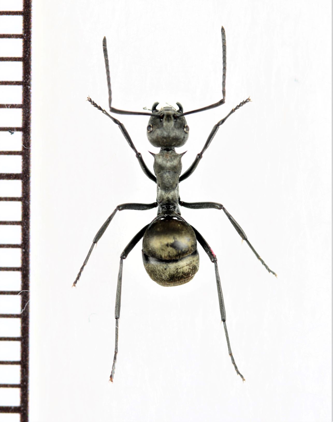 画像1: トゲアリの一種 　Polyrhachis sp.　♀　 インドネシア（スマトラ島）