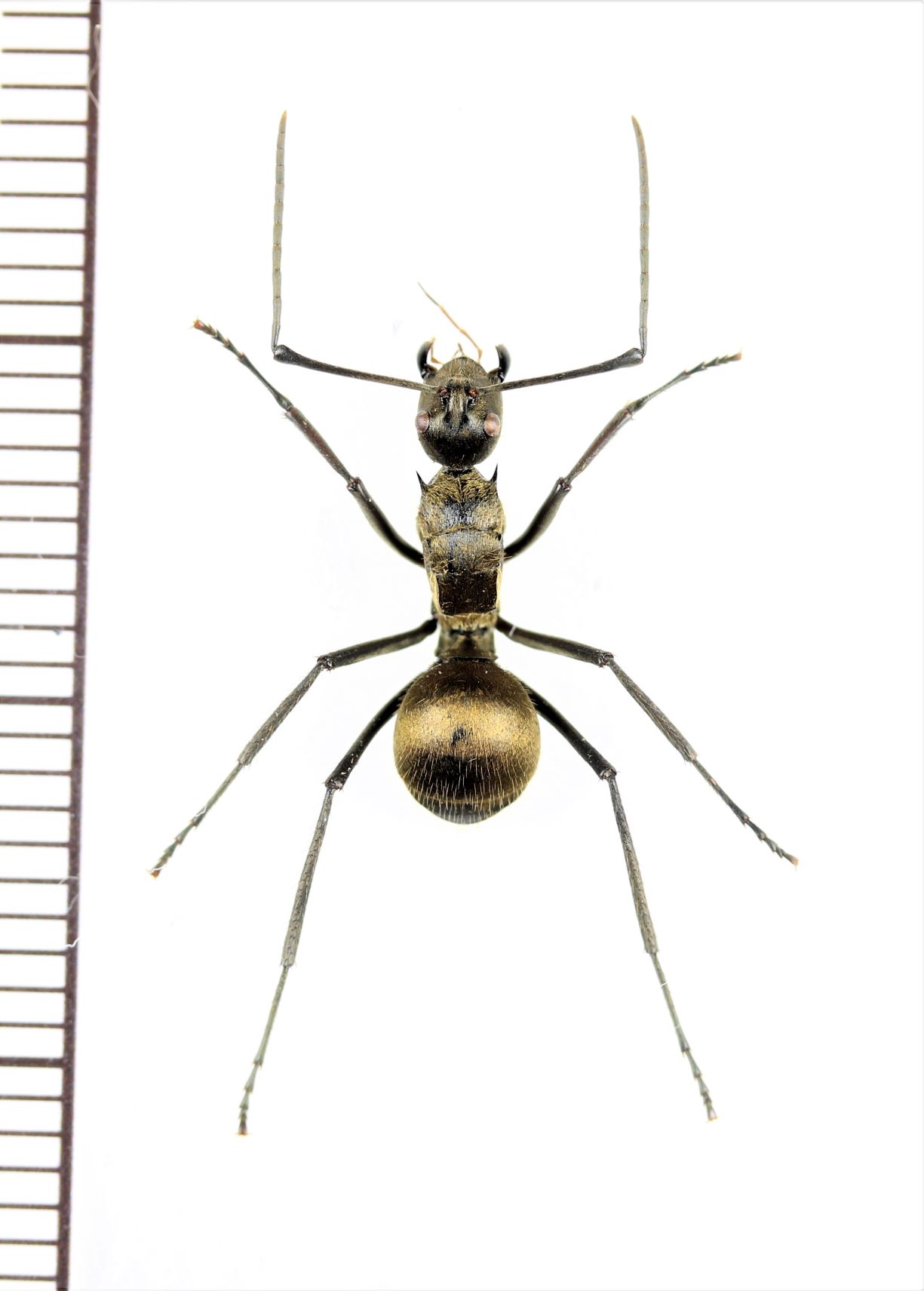 画像1: トゲアリの一種 　Polyrhachis sp.　♀　 インドネシア（スラウェシ島）