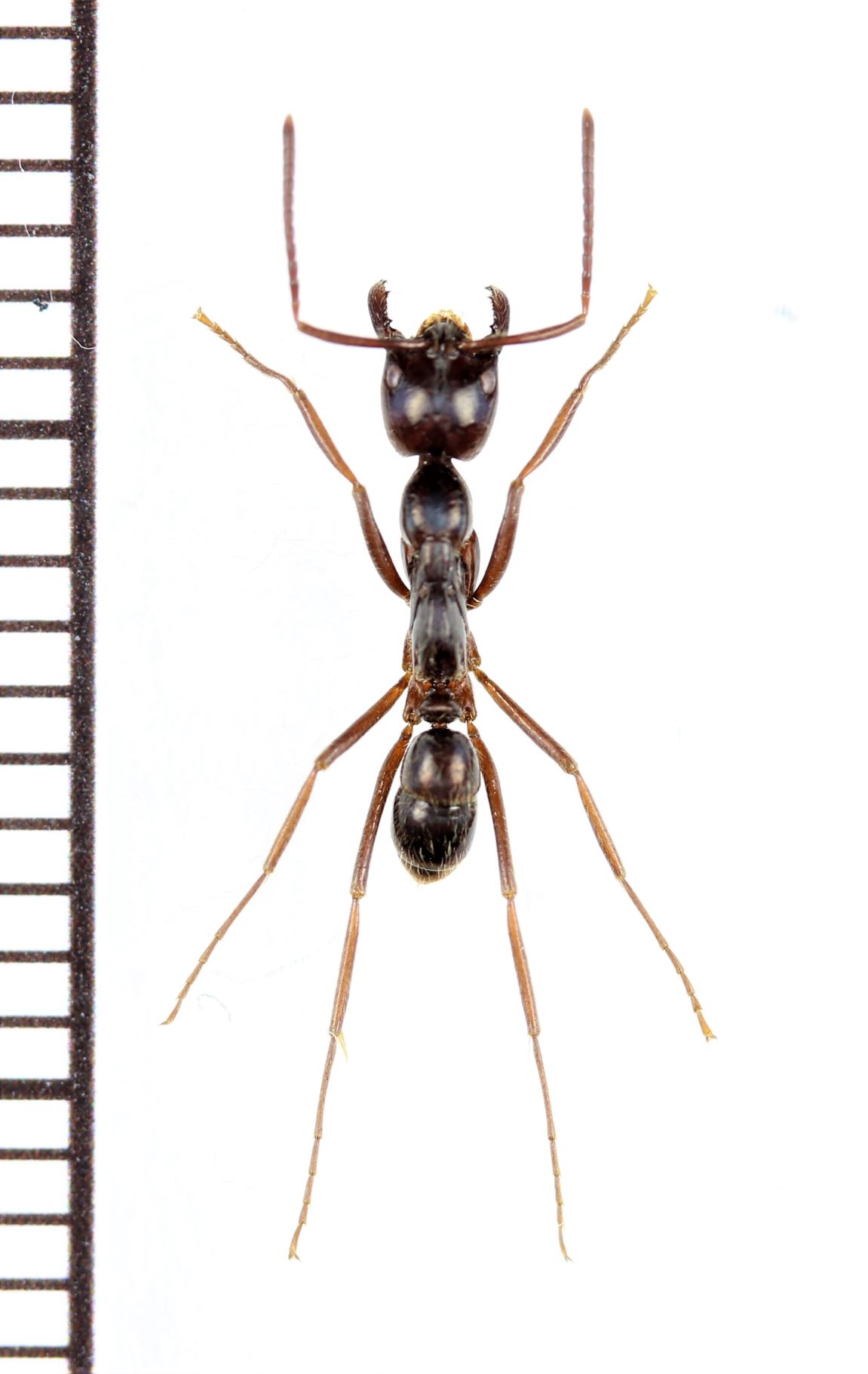 アリの一種 Formicidae species ♀ インドネシア（スマトラ島） - Insect Islands 〜南の島の昆虫標本屋さん〜