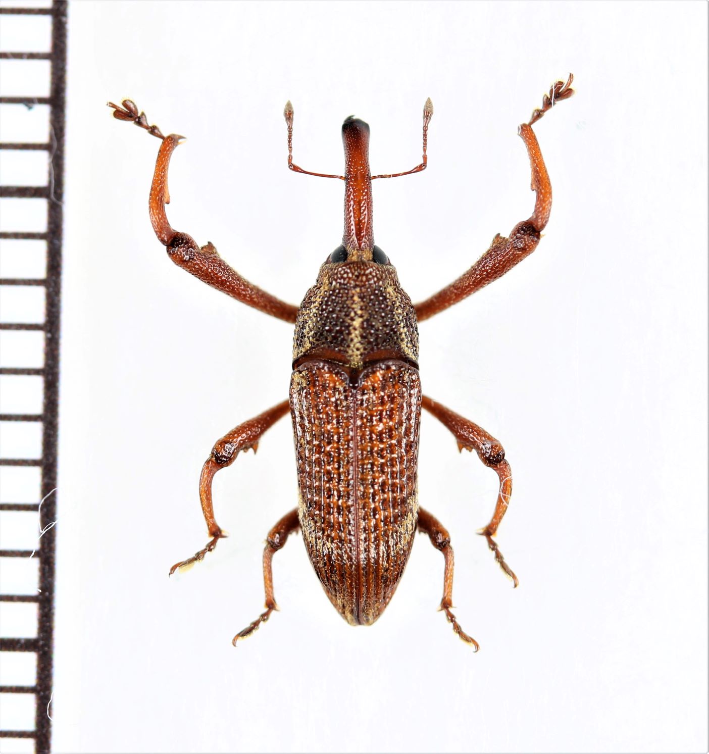 画像1: ゾウムシの一種　Curculionidae species   ベトナム北東部