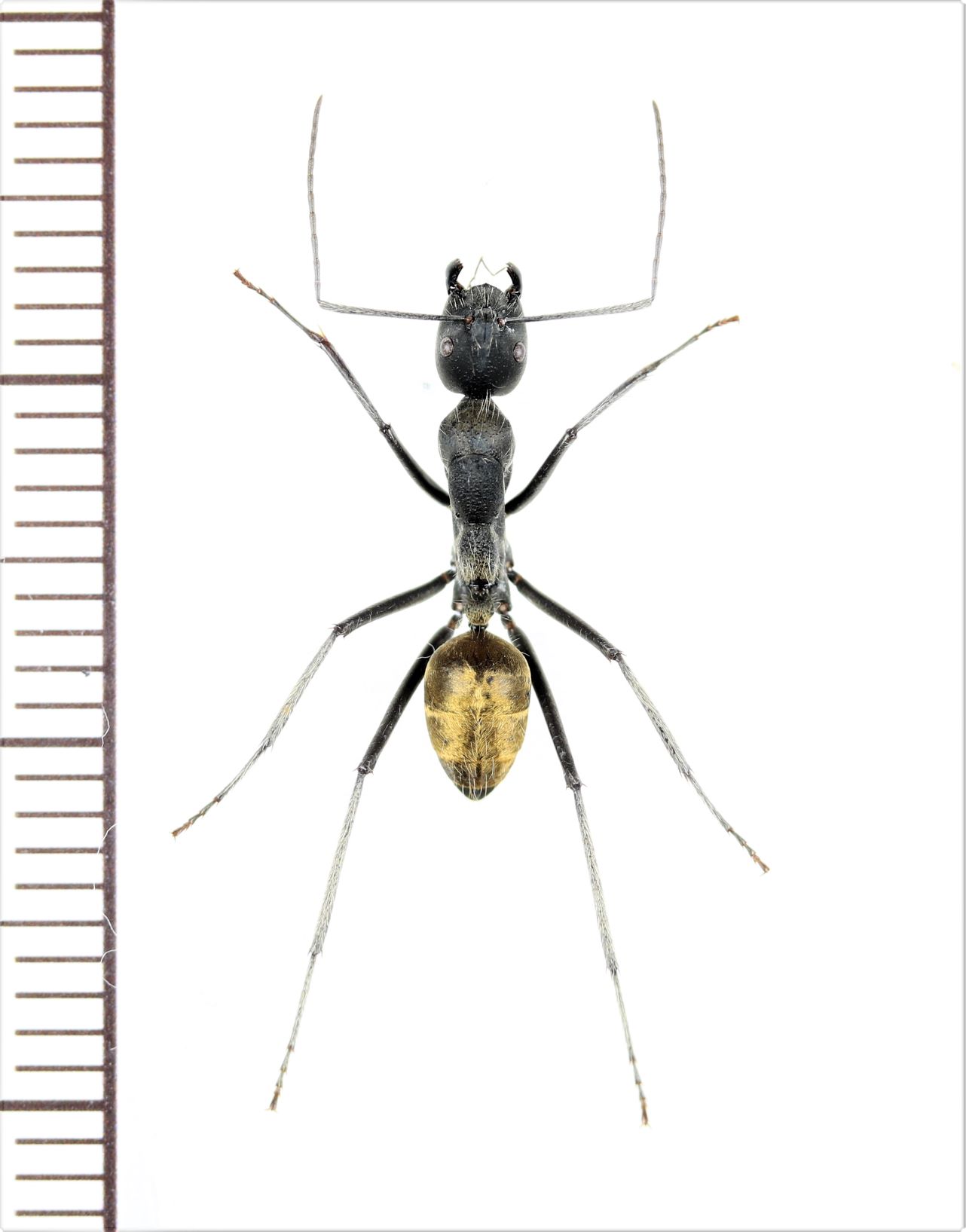 画像1: アリの一種　Formicidae species　♀   ベトナム南部