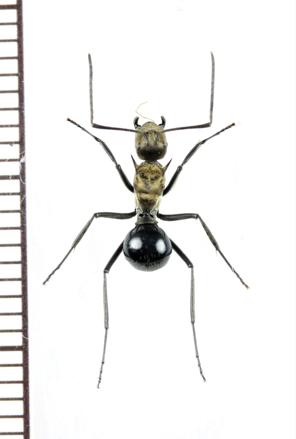 画像1: トゲアリの一種 　Polyrhachis sp.　♀　 インドネシア（モルッカ諸島・ウォカム島）