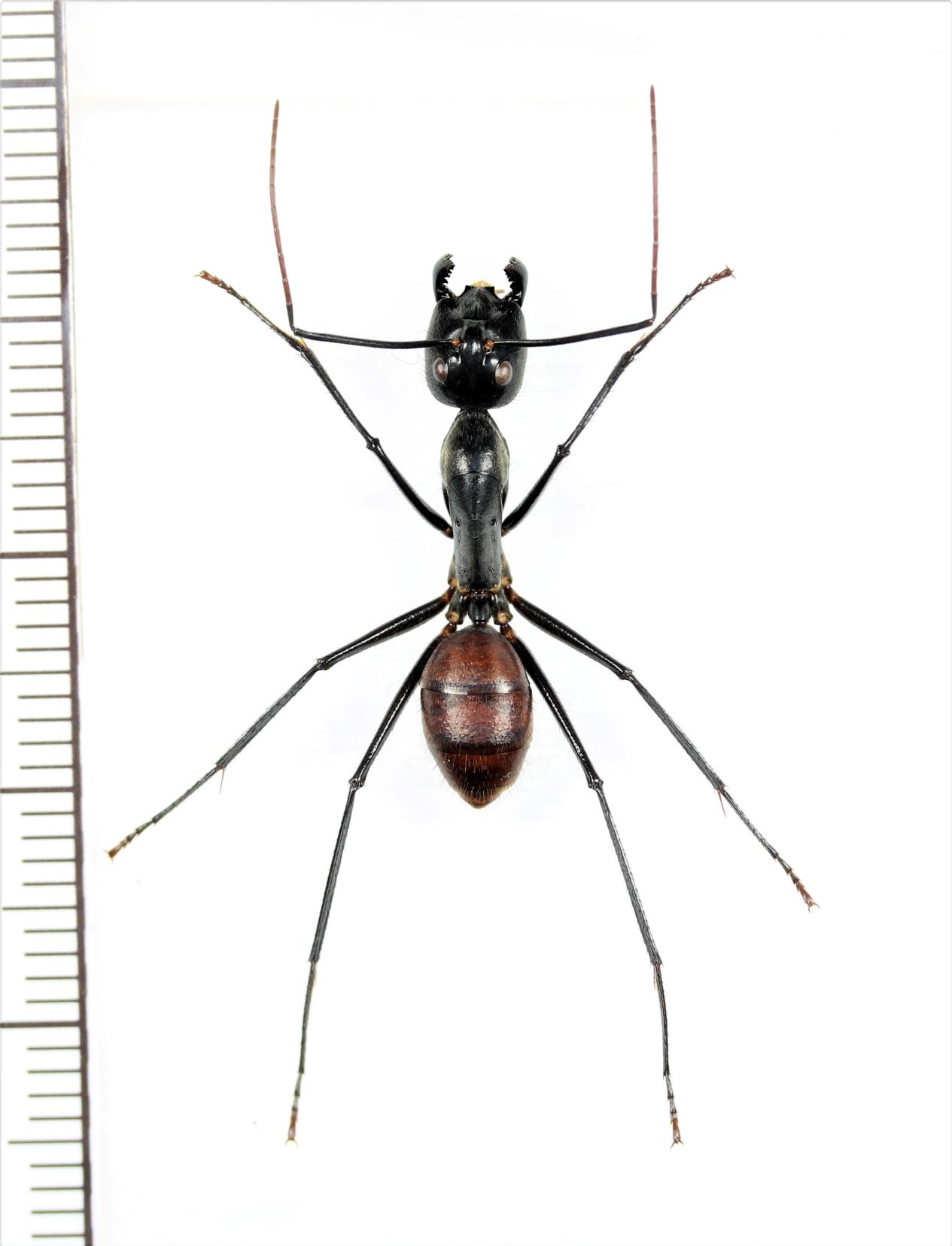 画像1: オオアリの一種 　Camponotus gigas　♀（働きアリ）　 インドネシア（スマトラ島）