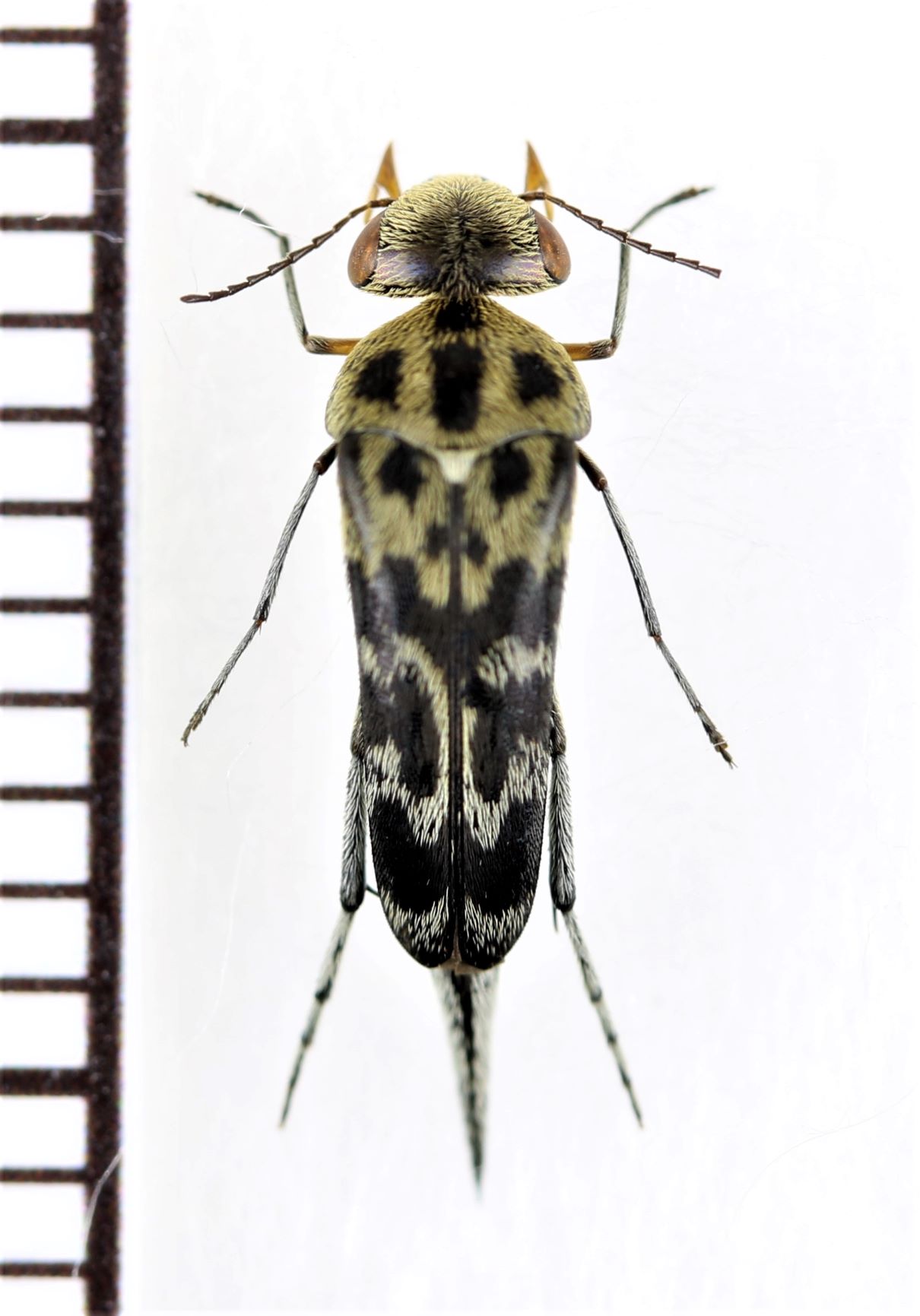 画像1: ハナノミの一種　Mordellidae species　インドネシア（スマトラ島）