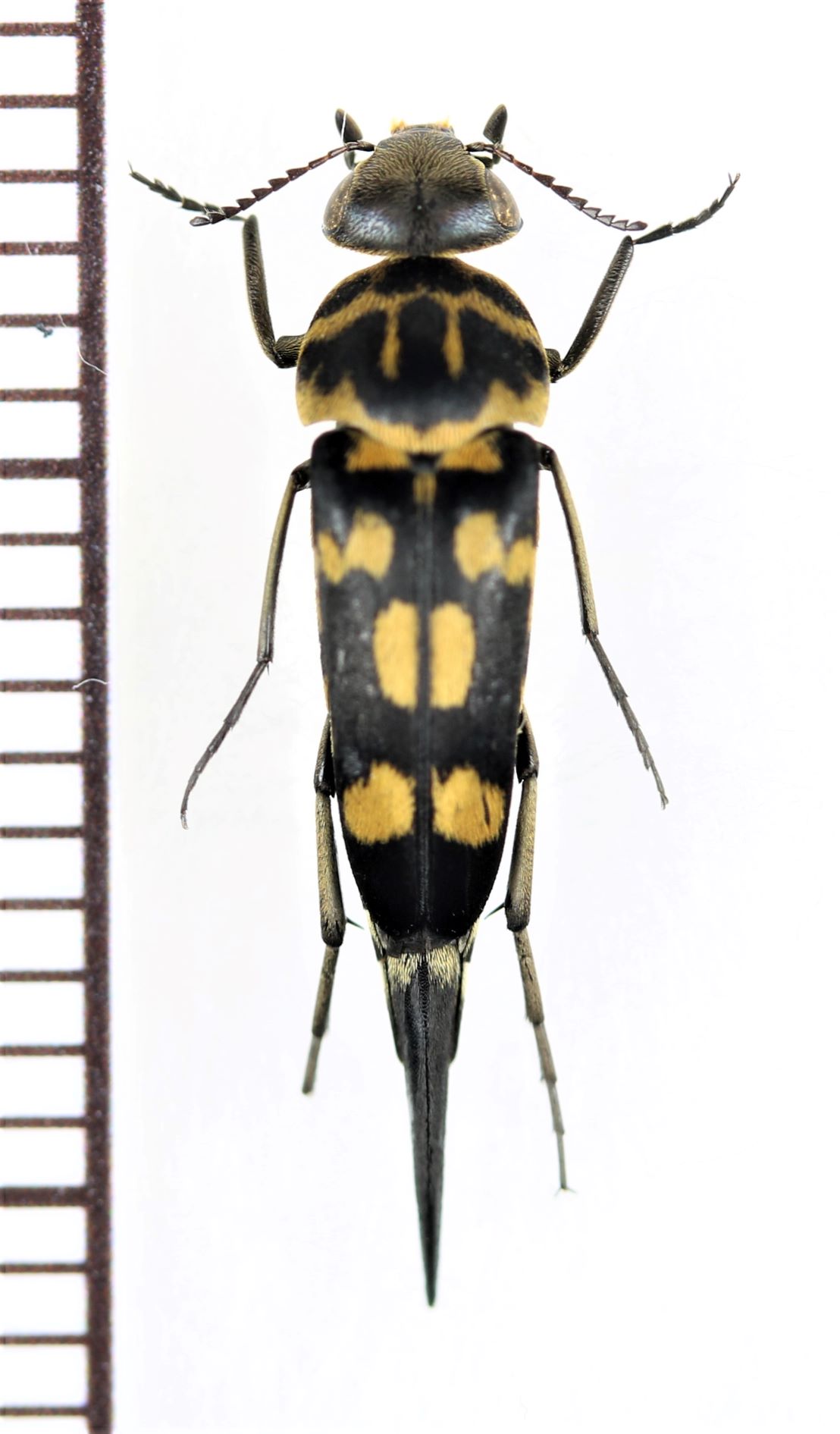 画像1: ハナノミの一種　Mordellidae species　ベトナム北東部