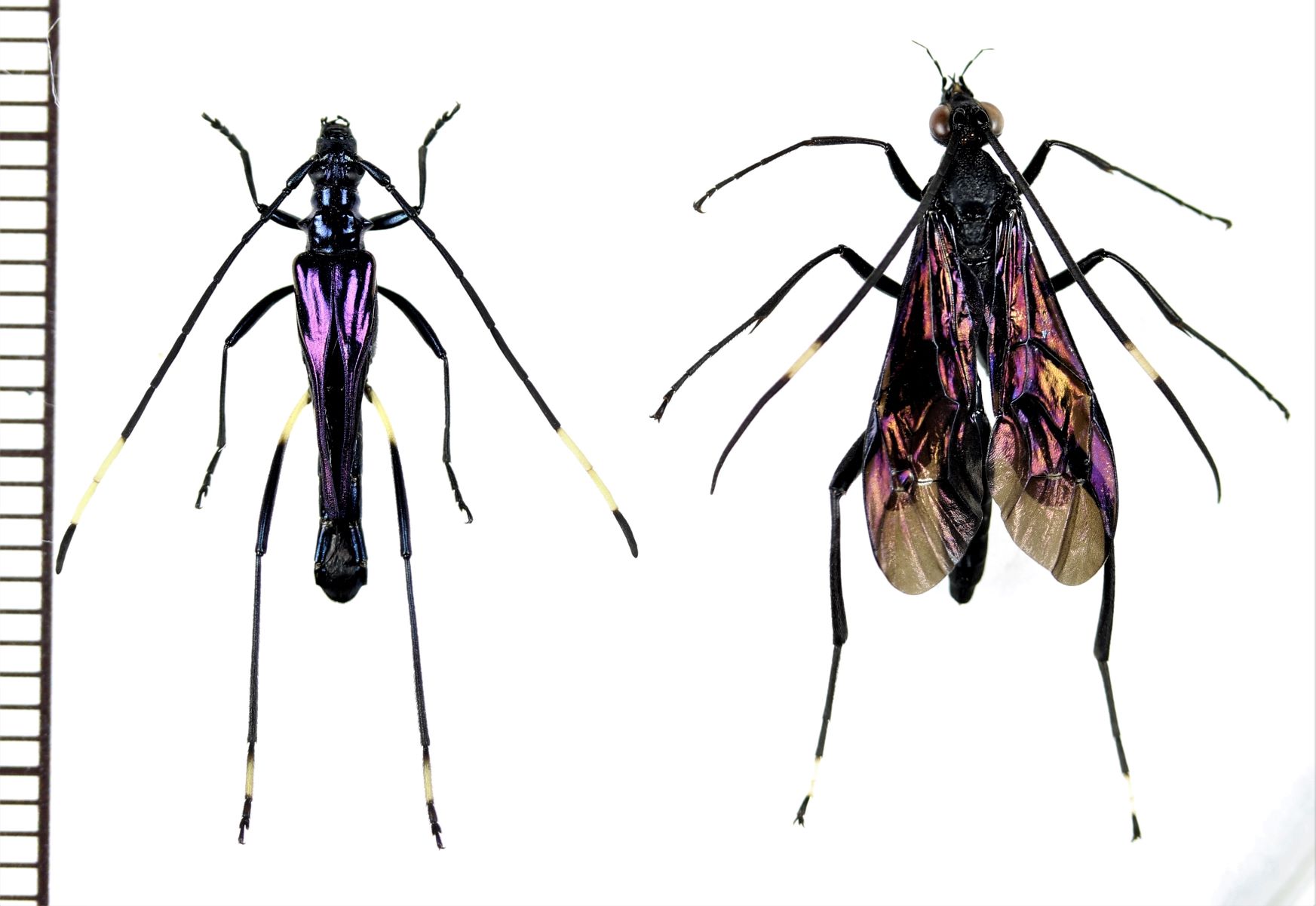 画像1: ハチ擬態のカミキリムシの一種　Hephaestion violaceipennis　＆モデルのクモバチの一種　チリ