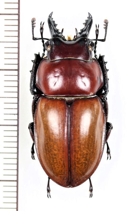 チャイロマルバネクワガタ ♂31.3mm 石垣島 - Insect Islands 〜南の島 