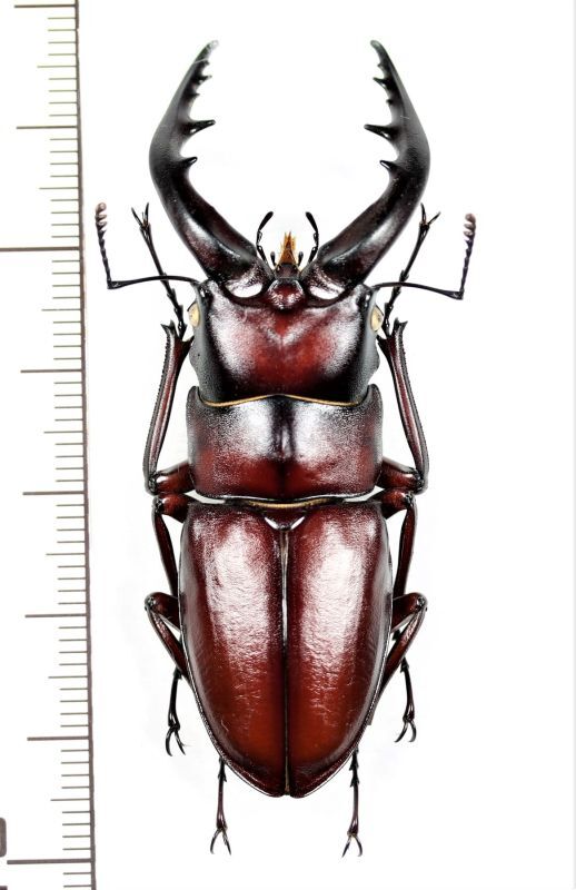 クチノエラブノコギリクワガタ 大型♂62.5mm 口永良部島 - Insect