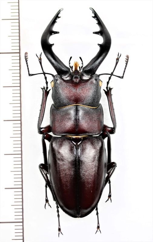 クチノエラブノコギリクワガタ 大型♂62.3mm 口永良部島 - Insect