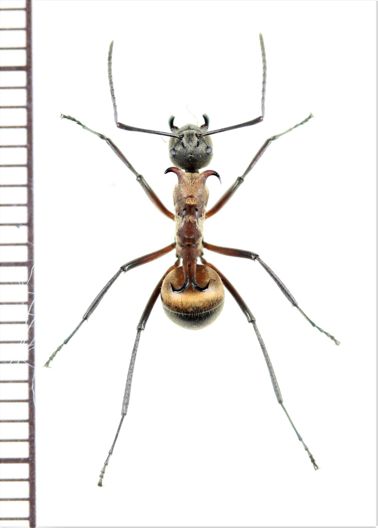 画像1: トゲアリの一種 　Polyrhachis bihamata　♀   ベトナム南部