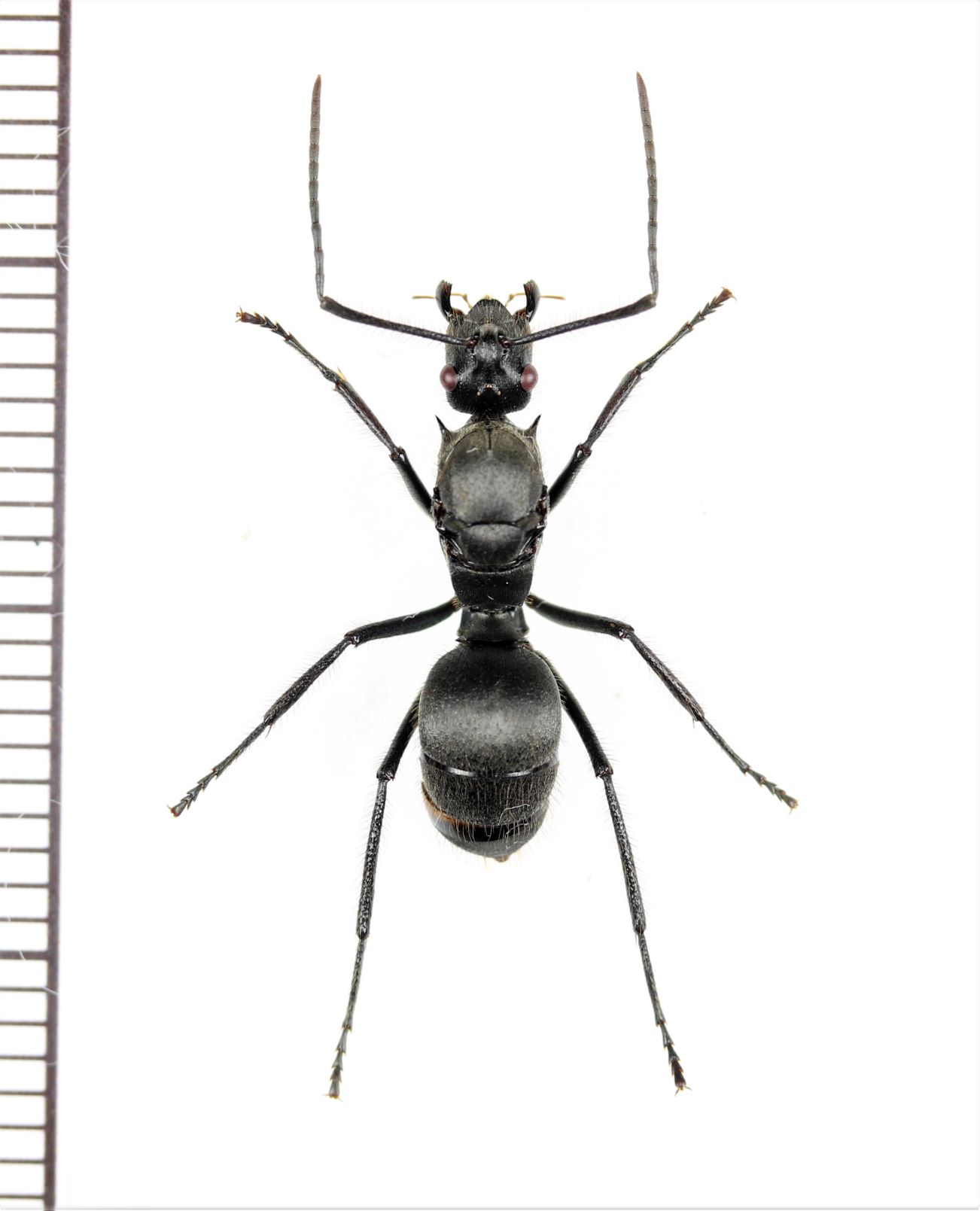 画像1: アリの一種　Formicidae species　♀   ベトナム南部