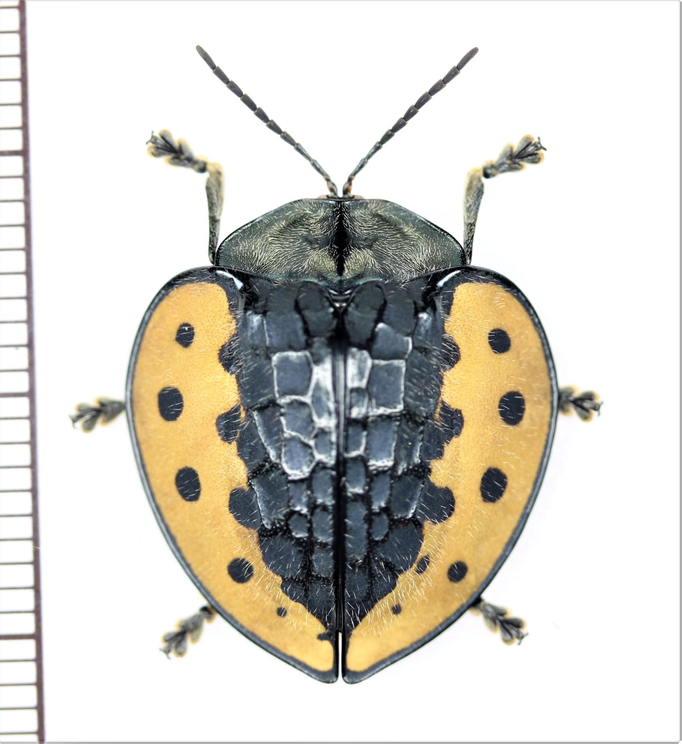 ブローチハムシの一種 Stolas sp. ペルー - Insect Islands 〜南の島の