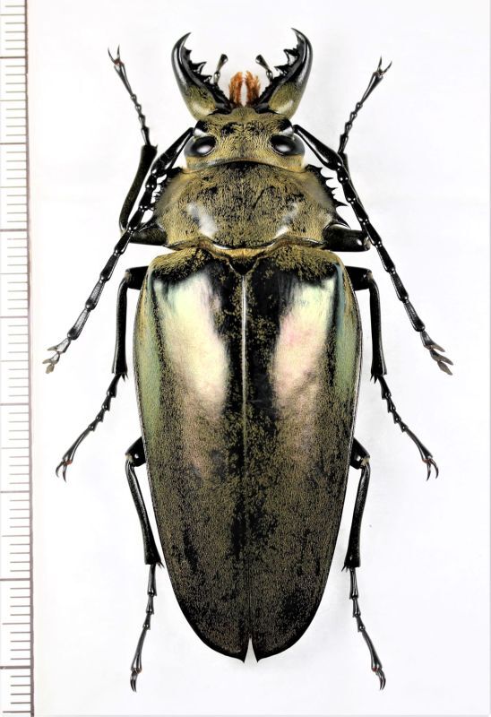 クワガタモドキの一種 Trictenotomidae species ♀ ベトナム北東部