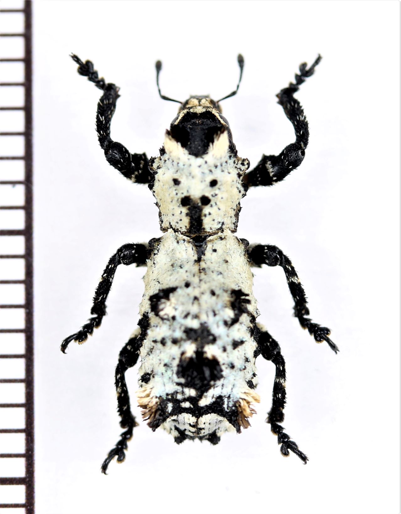 画像1: 地衣類に擬態したゾウムシの一種　Lithinus niveus　マダガスカル