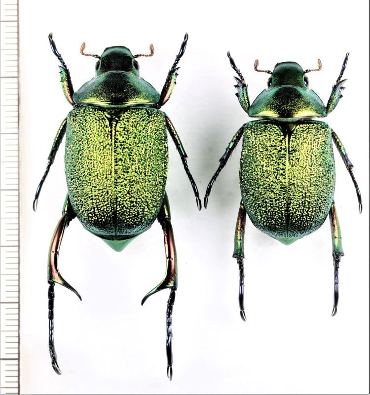 画像1: コガネムシの一種　Chrysophora chrysochlora　エクアドル