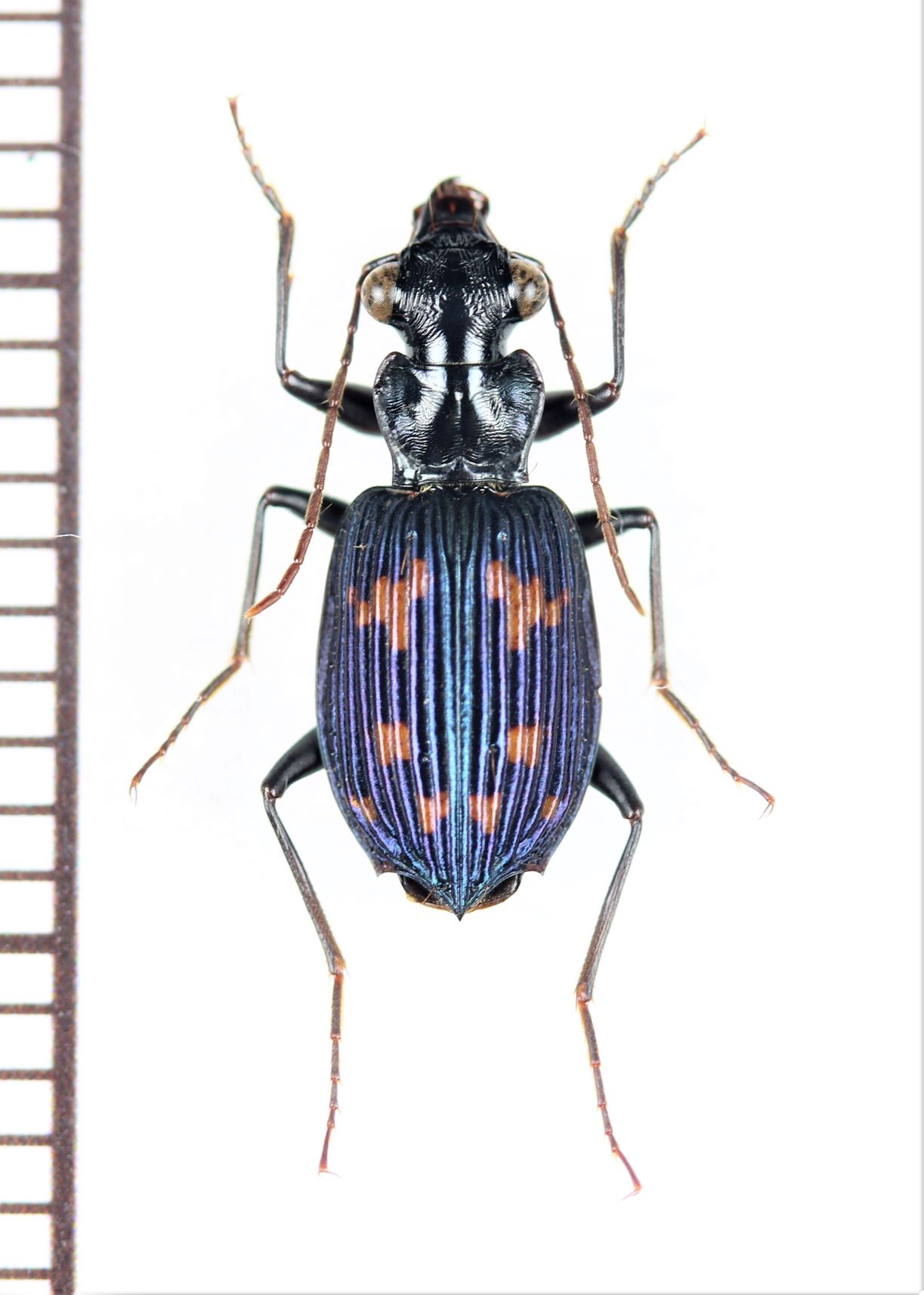 画像1: ゴミムシの一種　Carabidae species　インドネシア（スマトラ島）