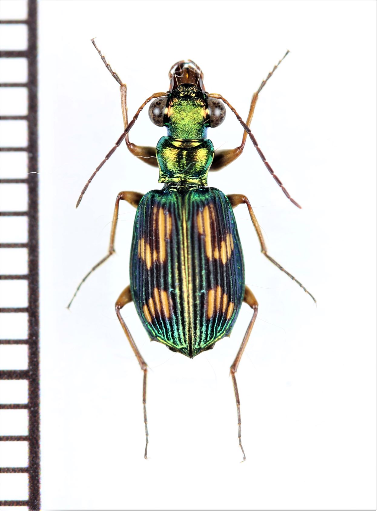 画像1: ゴミムシの一種　Carabidae species　インドネシア（スマトラ島）