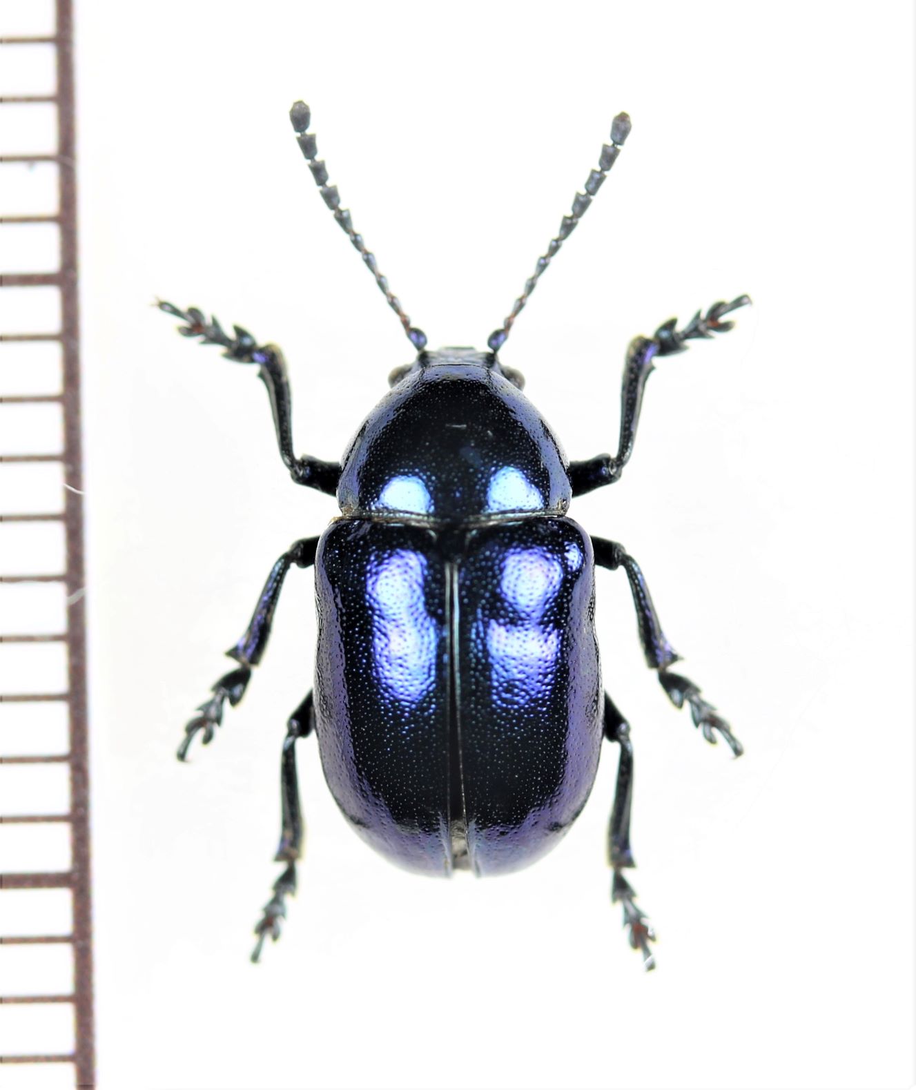 画像1: ハムシの一種　Chrysochus sp.　ウクライナ