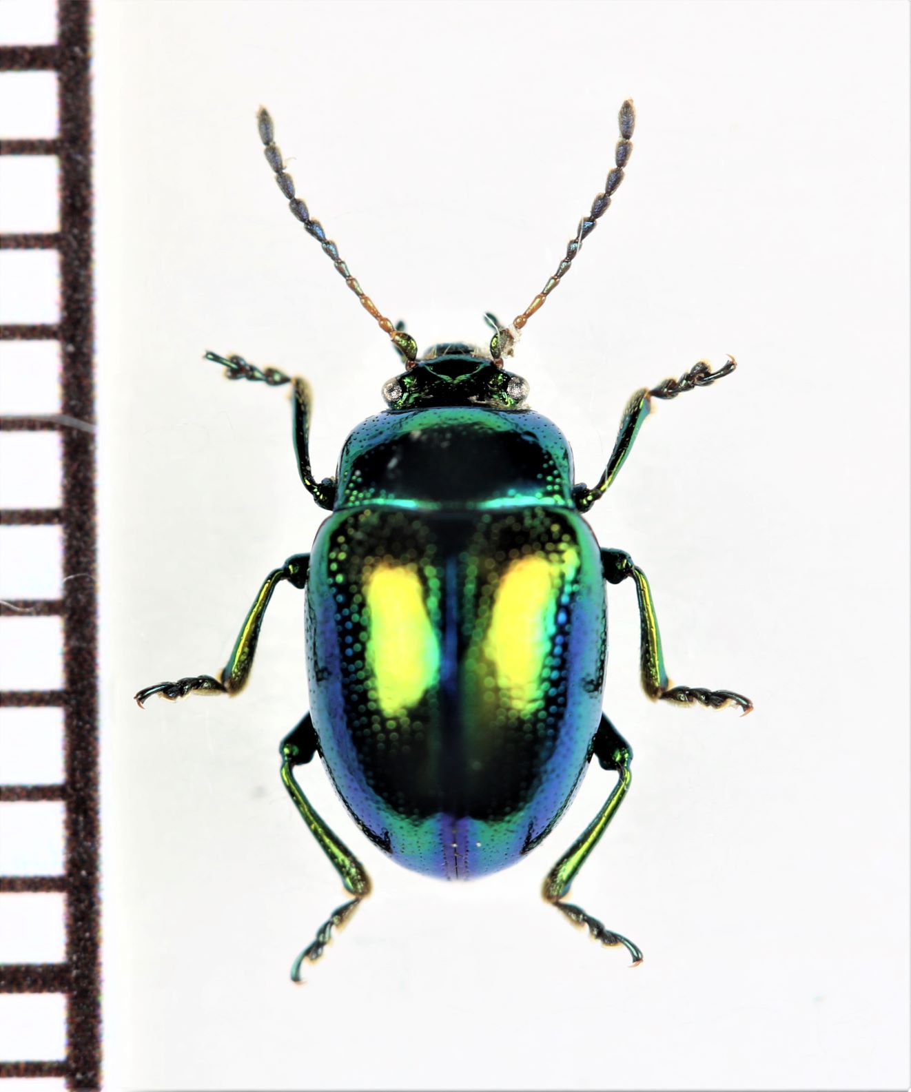 画像1: ハムシの一種　Chrysolina fastuosa　ウクライナ