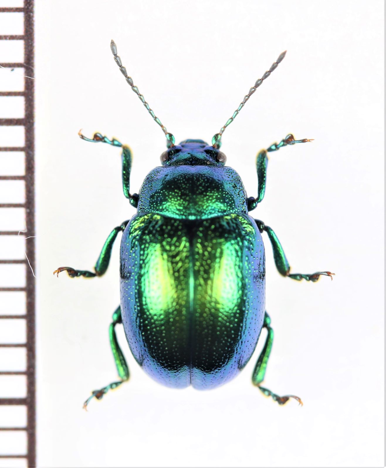 ハムシの一種 Chrysolina herbacea ボスニア・ヘルツェゴビナ - Insect