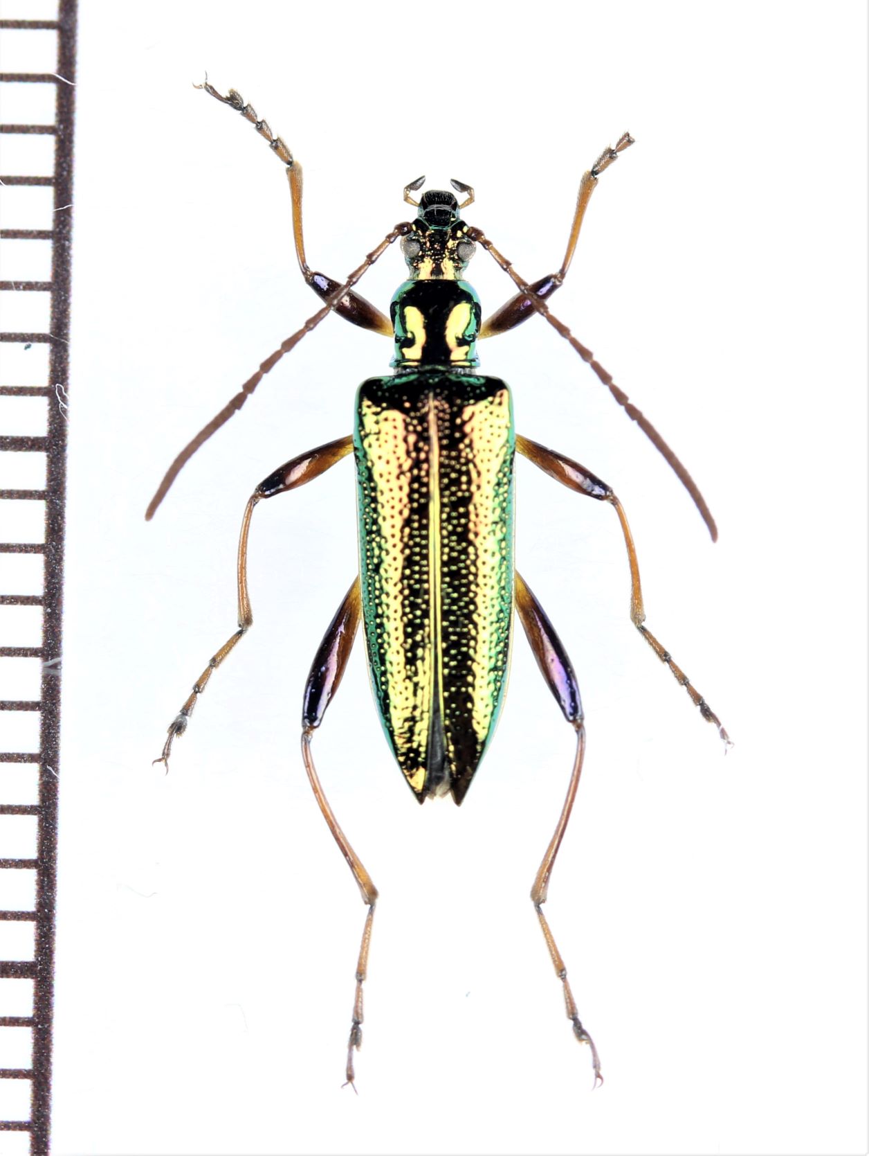 画像1: ハムシダマシの一種　Lagriini species　ベトナム北東部