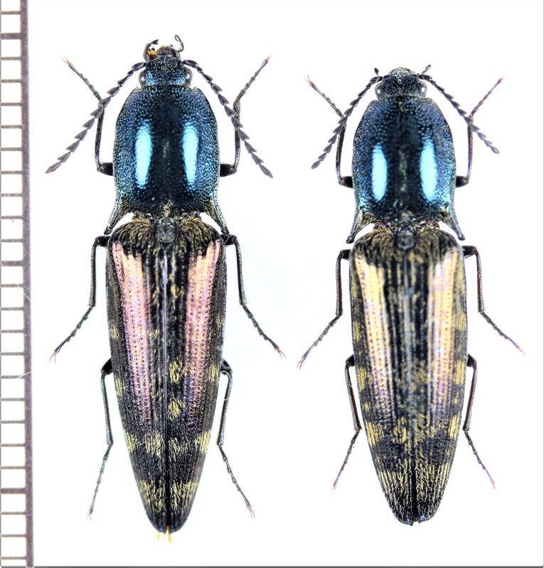 画像1: コメツキムシの一種　Elateridae species　ペア　ベトナム北東部