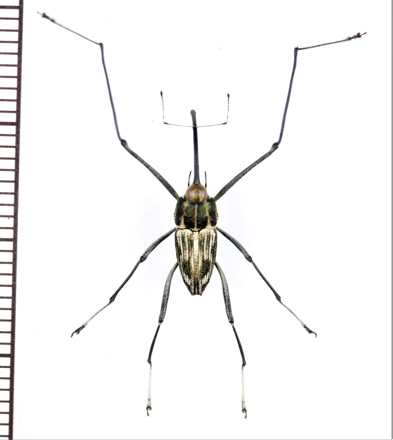 画像1: クモゾウムシの一種　Mecopus sp.　大型♂　ソロモン諸島（ガダルカナル島）