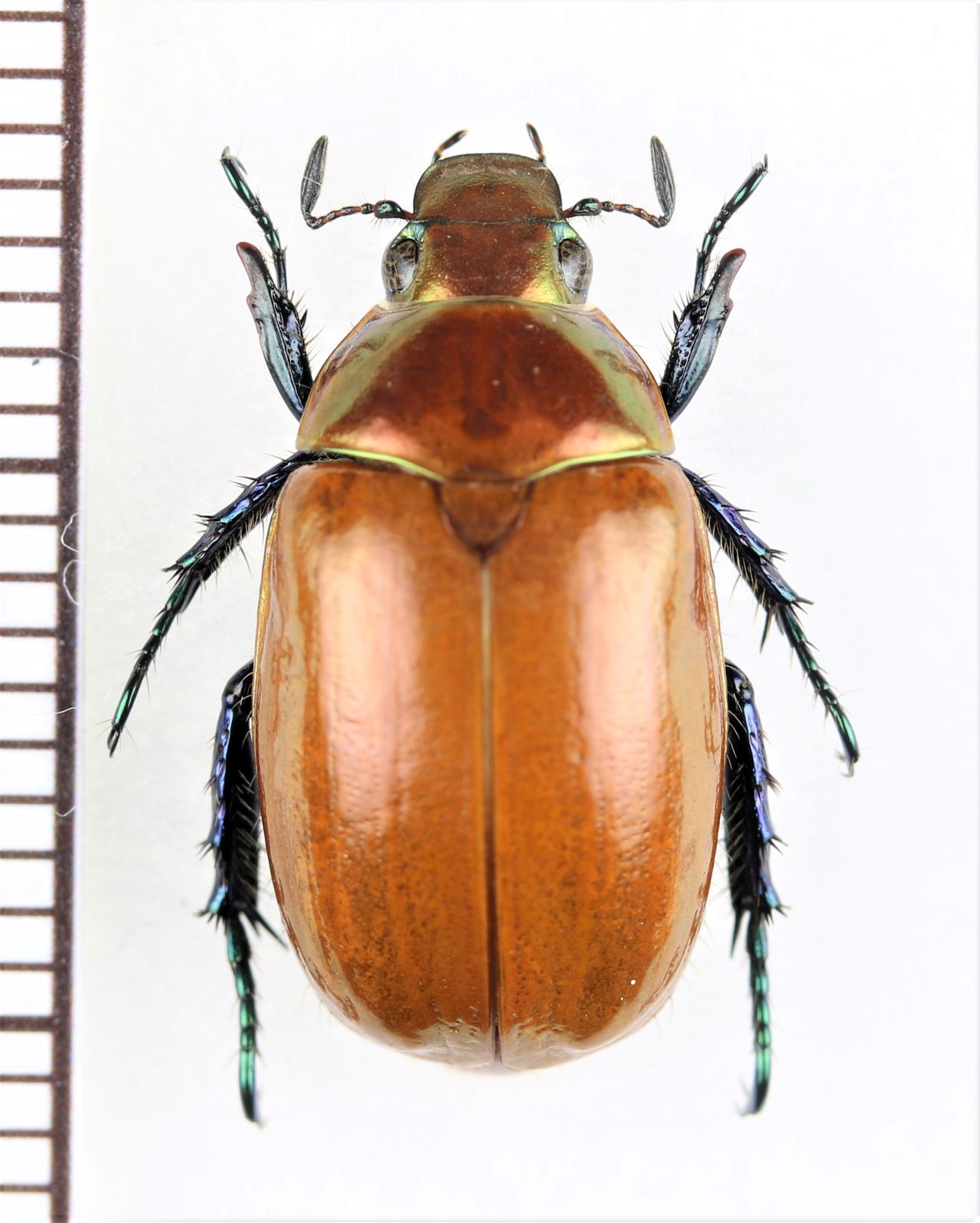 画像1: スジコガネの一種　Rutelinae species　♀　中国（雲南省）