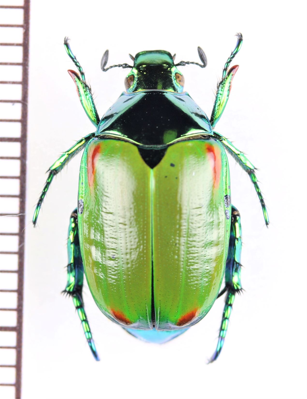 画像1: スジコガネの一種　Callistethus stoliczkae　♀　中国（雲南省）