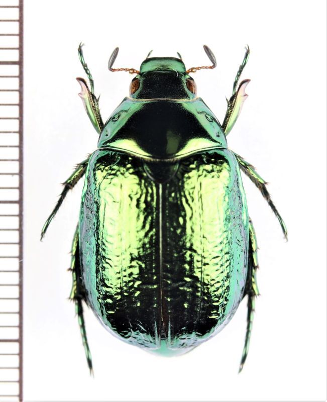 画像1: スジコガネの一種　Rutelinae species　♀　中国（雲南省）