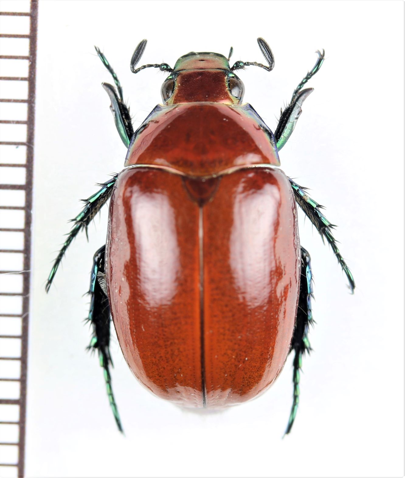 画像1: スジコガネの一種　Rutelinae species　♀　中国（雲南省）