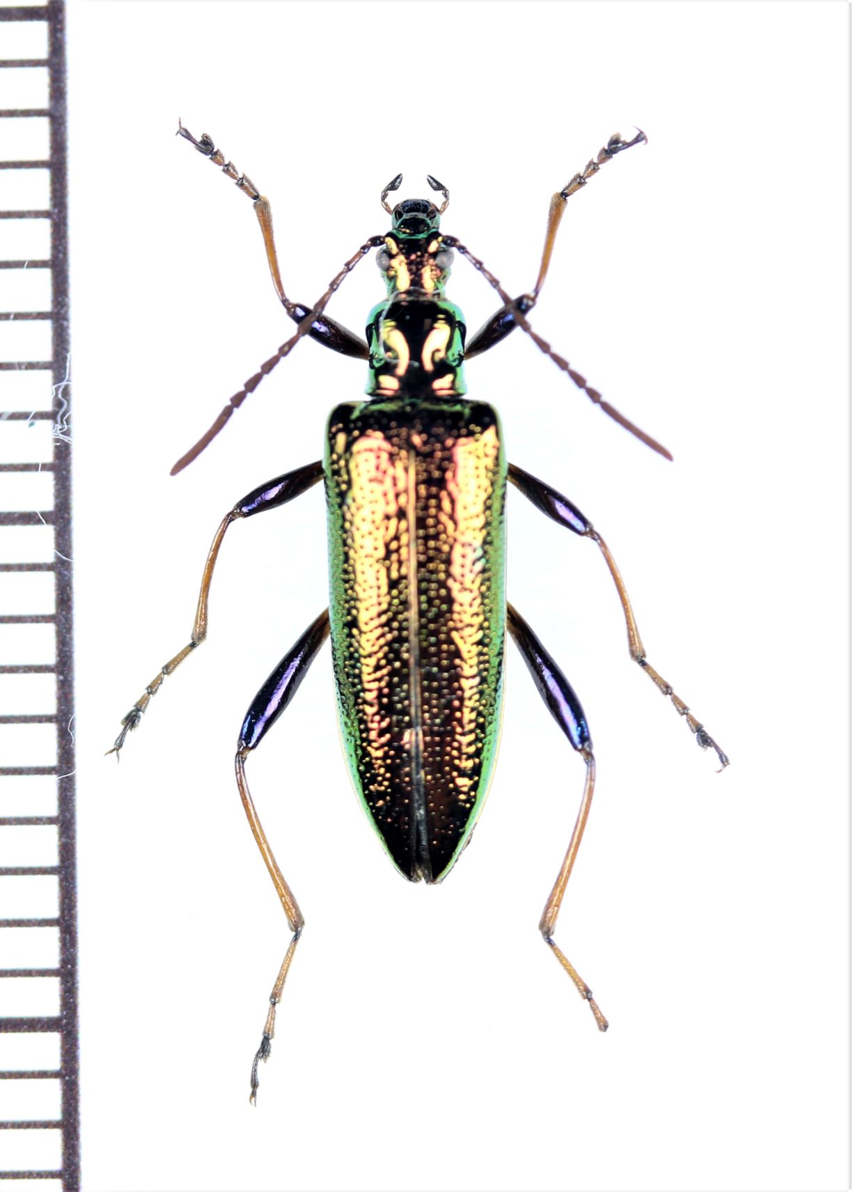 画像1: ハムシダマシの一種　Lagriini species　ベトナム北東部