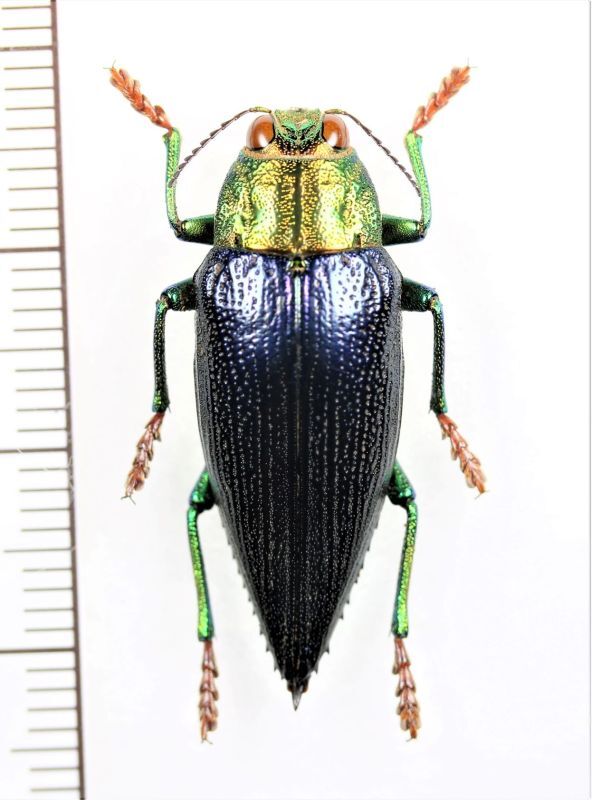 画像1: タマムシの一種　 Chrysodema walkeri walkeri　♂　インドネシア（モルッカ諸島：レティ島）