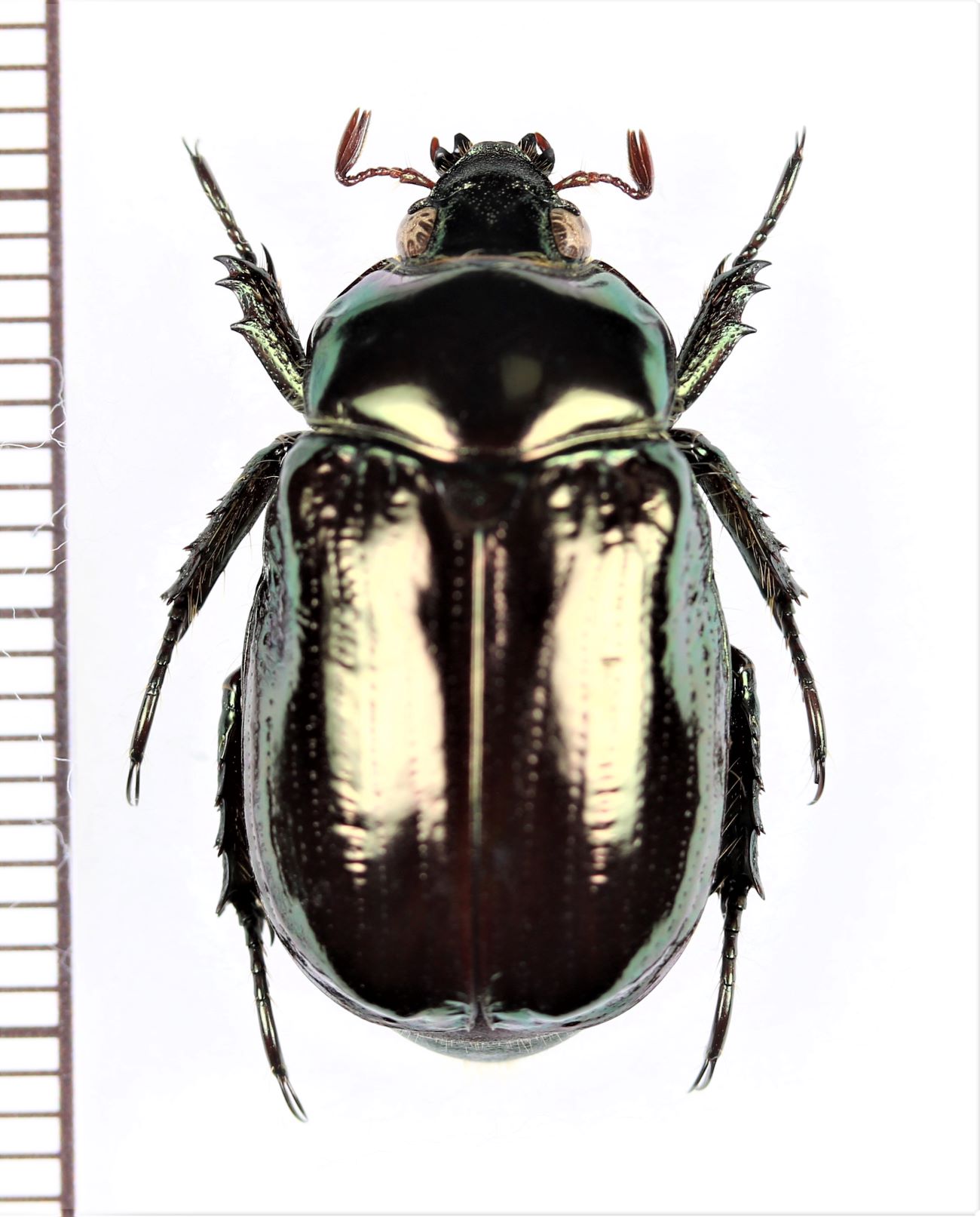 画像1: コガネムシの一種　Rutelinae species　コロンビア