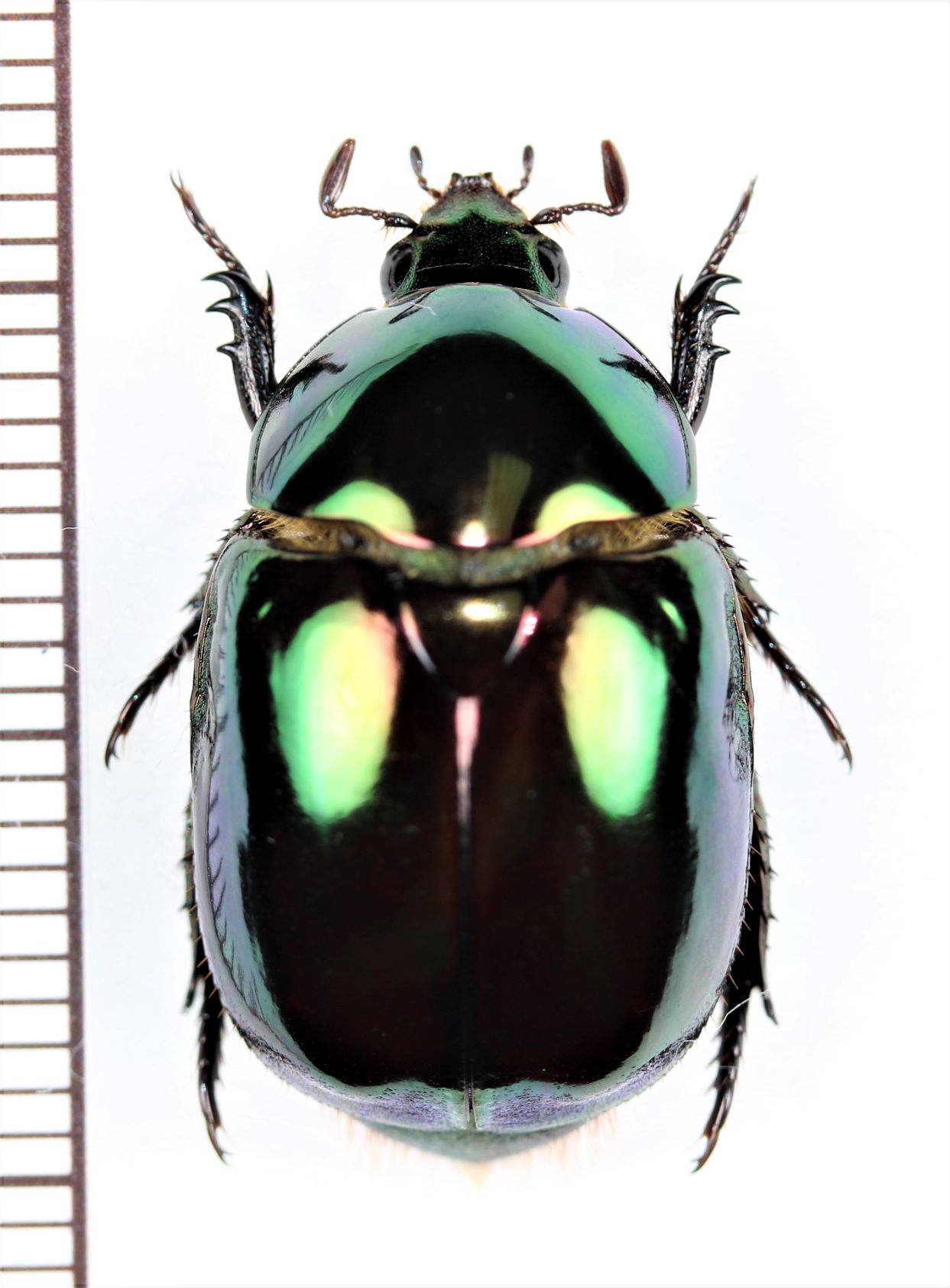 画像1: コガネムシの一種　Rutelinae species　コロンビア