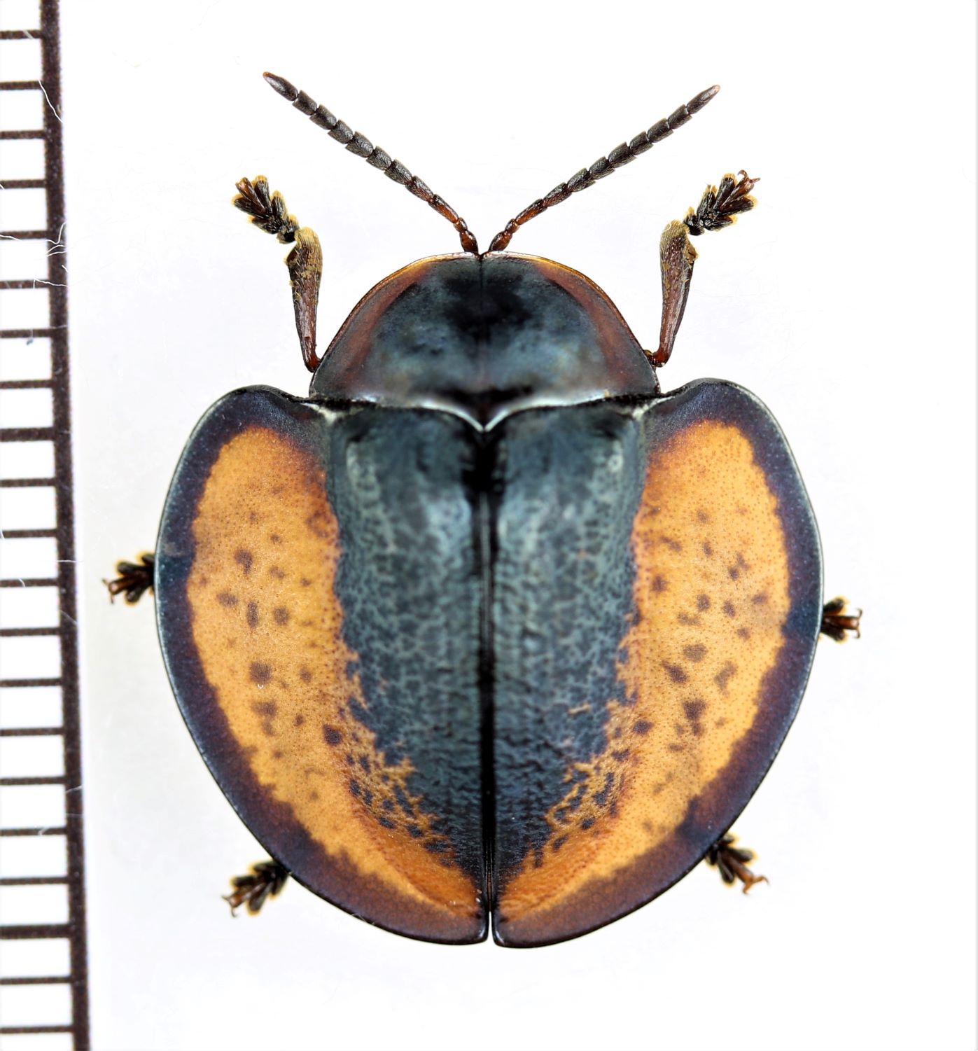 画像1: ブローチハムシの一種　Omaspides augusta　ペルー