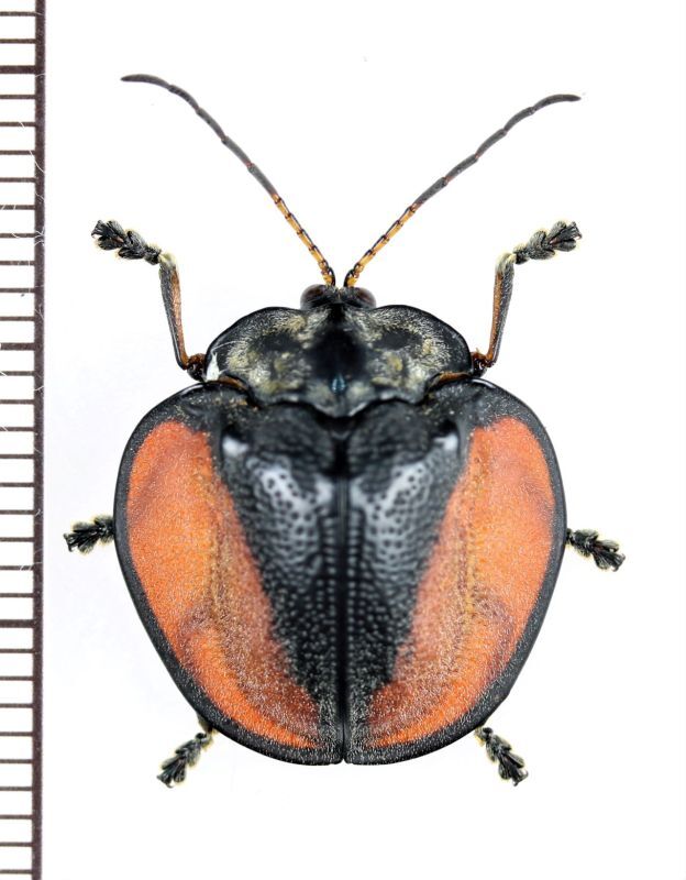 画像1: ブローチハムシの一種　Cyclosoma sp.　ペルー