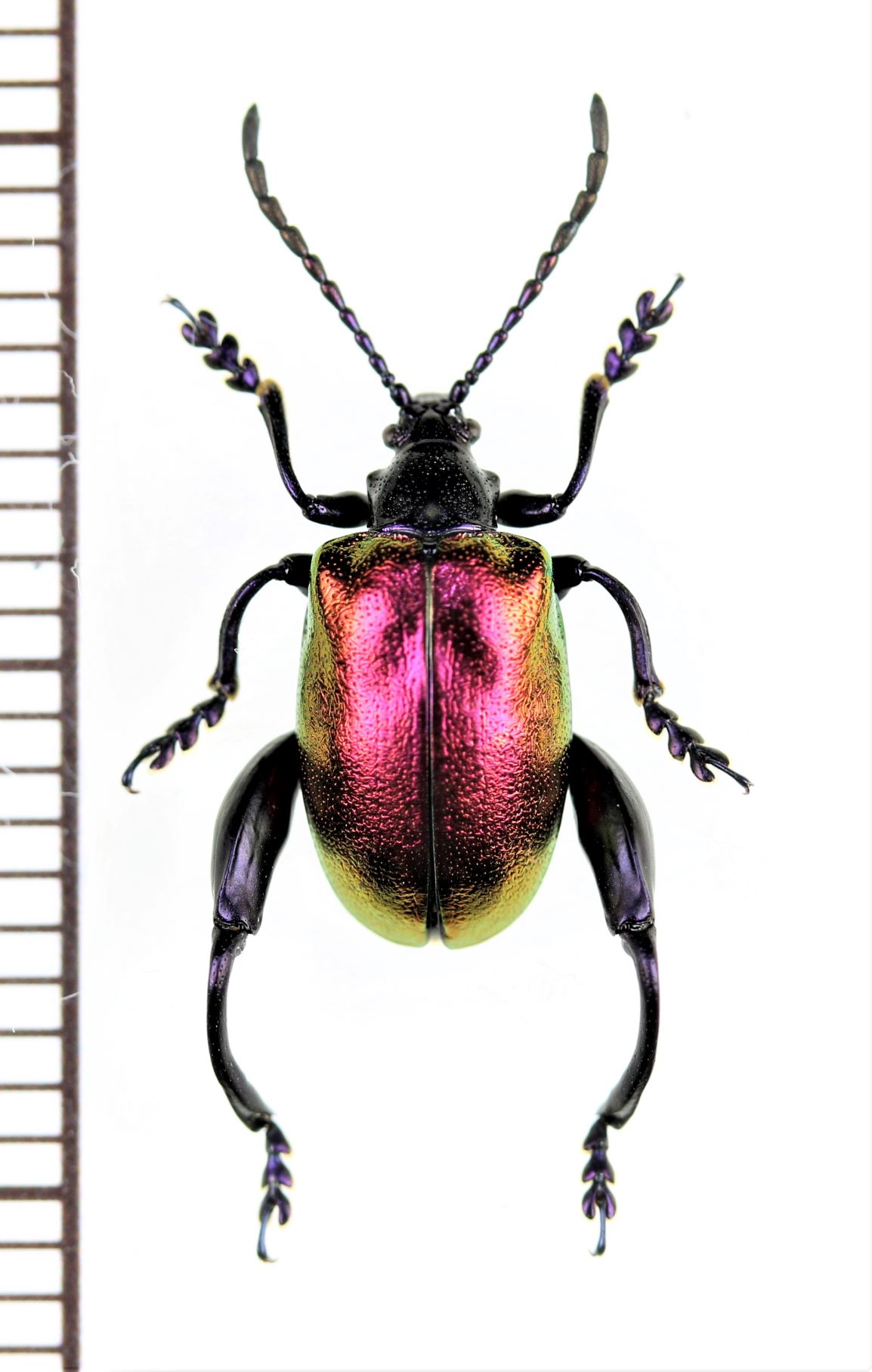 Sagra sp. 01B 激レアモモブトハムシ標本 マダガスカル - 虫類